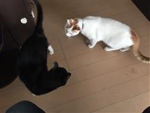 こーさ・ こーさ・