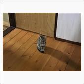 家猫になるための厳しい試練