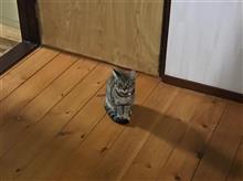 家猫になるための厳しい試練