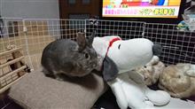 ステップ復活へ、その②