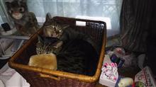 猫もやっぱり寒い＾＾