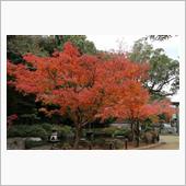 長崎 長崎公園 紅葉☆彡