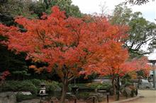 長崎 長崎公園 紅葉☆彡