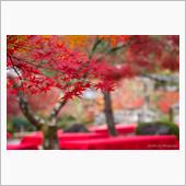 2016年　そうだ　京都、行 ...