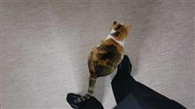 またしても、お悔やみが・・・。