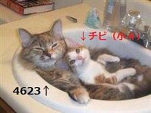 クライシス。