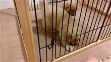 愛犬たちをお迎えに行ってきました。 愛犬たちをお迎えに行ってきました。