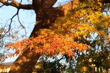 ご近所にも紅葉がありました(^^♪