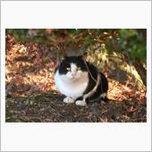 今週の猫活＆フォト散歩…