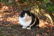 今週の猫活＆フォト散歩…