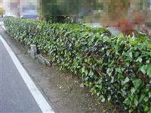 状況確認の為に垣根刈り込んだ