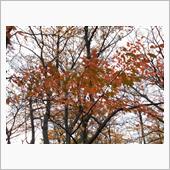 紅葉
