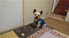 １２月１１日オヤスミ❄⛄なちゃーい🐶😪