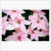 国分寺番外編　Season’ ...