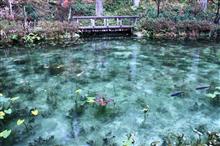 モネの池と高山観光に行ってきました♪ モネの池と高山観光に行ってきました♪