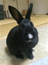 黒豆、お誕生日! 黒豆、お誕生日!