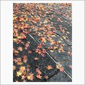 今更ですが…紅葉見物！！！