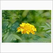 夏の花と昆虫、自宅の庭にて