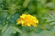 夏の花と昆虫、自宅の庭にて