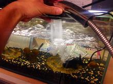 大和金魚会　会報！！