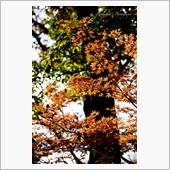 🍁KA・E・DE🍁