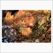 来年も紅葉のライトアップを撮 ...