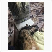 ちんちんが好き