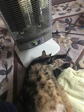 ちんちんが好き