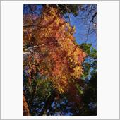 最後の紅葉を求めて，南房総へ ...