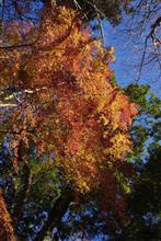 最後の紅葉を求めて，南房総へ...
