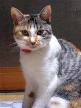 今週の「リン」ちゃん 1218