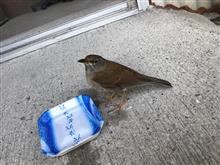 野鳥が激突！