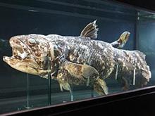 7500万年前に絶滅したとされた、シーラカンス。