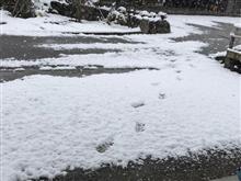 早くも一年たってしまう(；ﾟДﾟ)