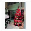  Xmas week