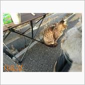 ぬこはぬっこいねぇ｡｡｡(^ ...