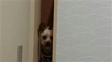 １２月２４日、オヤスミ🌙✨なちゃーい😪🐶