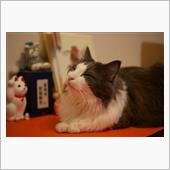 メリークリスマス