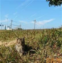 キャンプ本より山岳本｡｡｡(^◇^;)