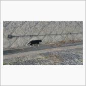 今日見つけた猫