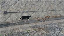 今日見つけた猫
