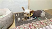 １２月２７日、オヤスミ🌙✨❄なちゃーい😪🐶