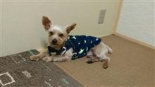 １２月２８日、オヤスミ🌙✨❄なちゃーい😪🐶