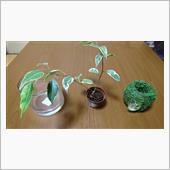 苔玉