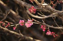 庭の梅の花が、もう咲きました