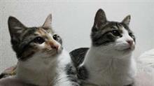 今年は皆さま お世話に成りました