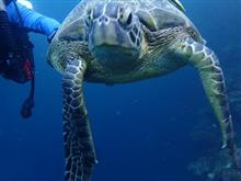 海亀さんと　イワシの群れ