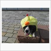 謹賀新年　2017