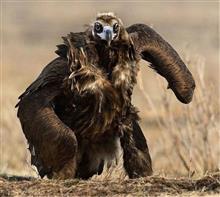 神鳥の歴史 神鳥の歴史