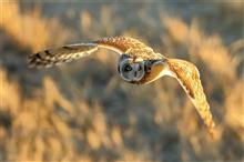 ２０１７年　鳥撮り初め